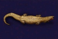 Spectacled caiman Collection Image, Figure 7, Total 12 Figures